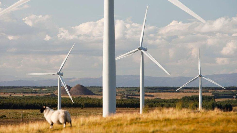 Sheep and wind turbines