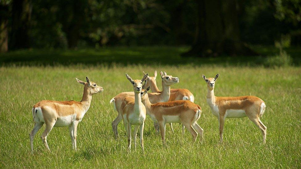 knowsley-safari-park.