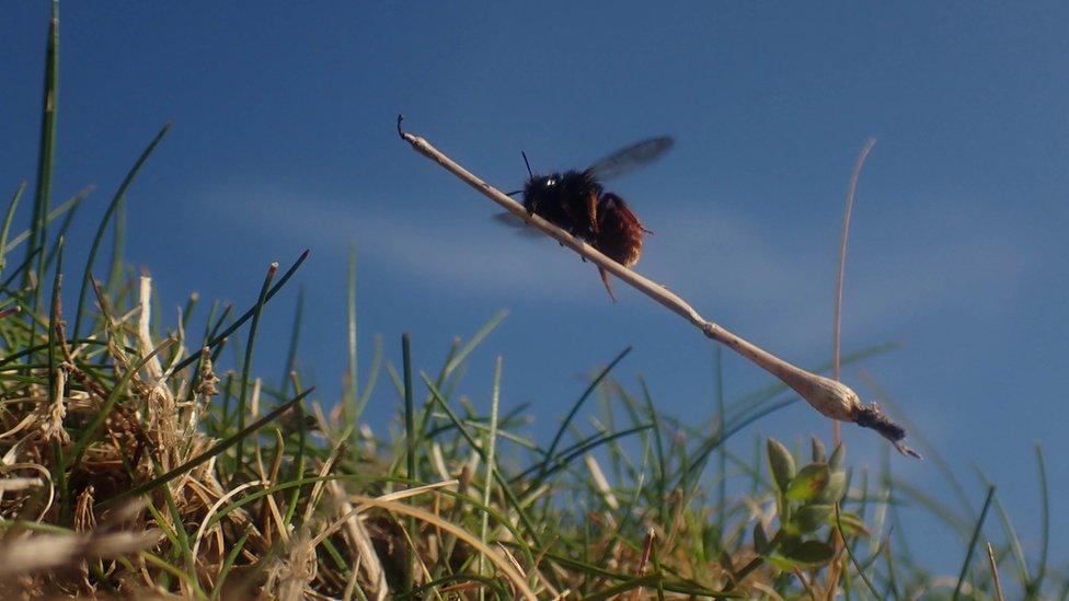 Bee carrying a stick that makes it look like it's flying a broomstick