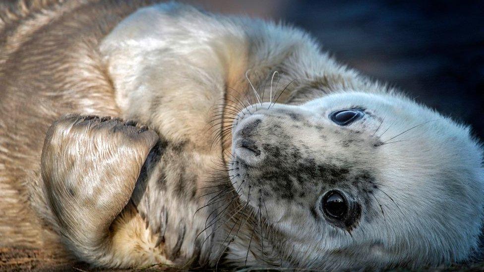 Seal pup