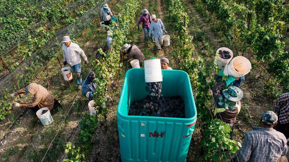 Harvest time at Norman Hardie Winery