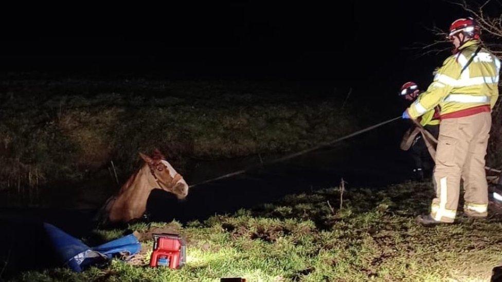 Horse being rescued in Chester