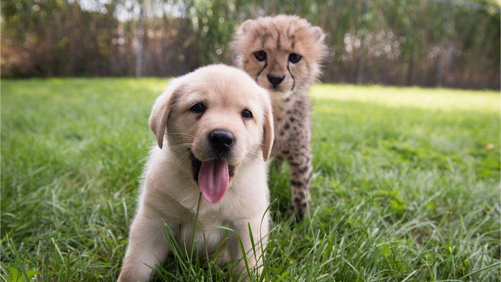 Cheetah cub and puppy together