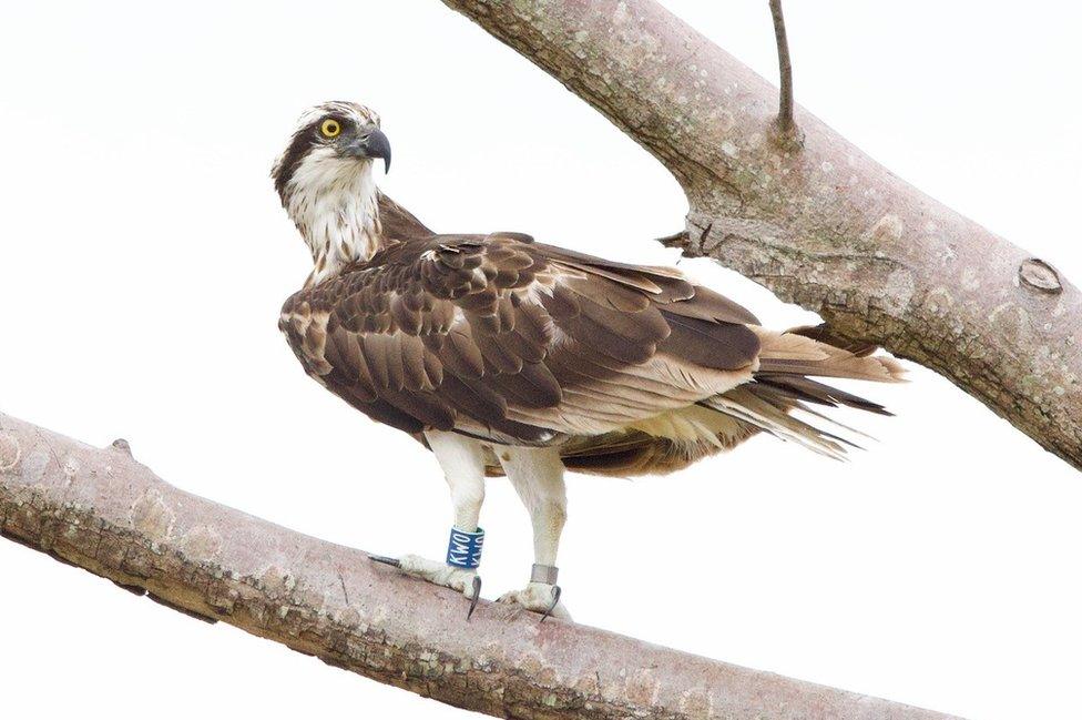 Osprey chick in Barbados