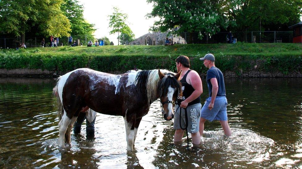 horse in river