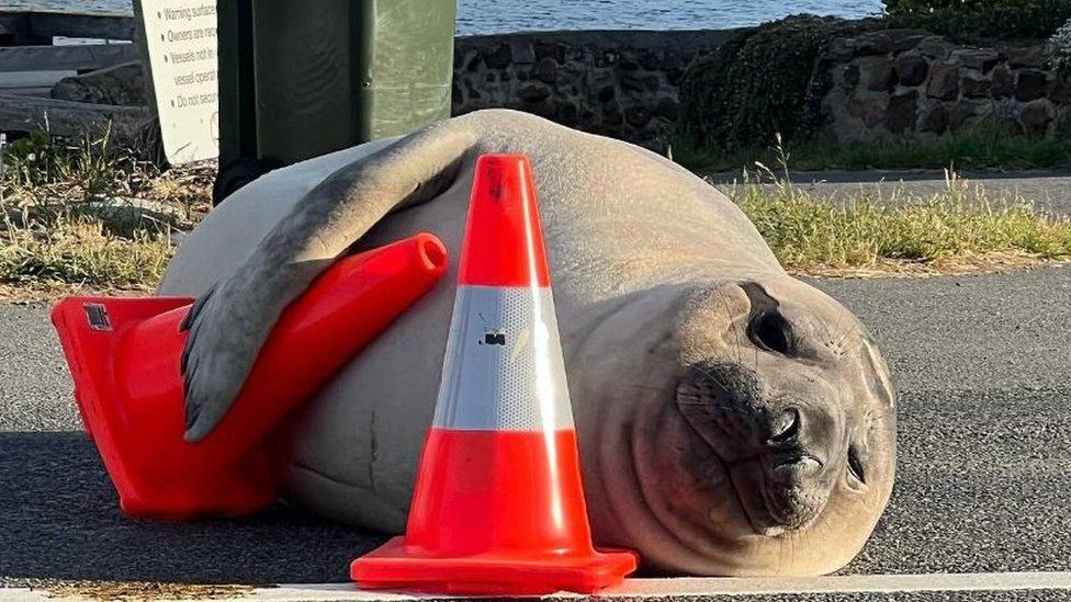 Neil has often been seen lying in the road with traffic cones