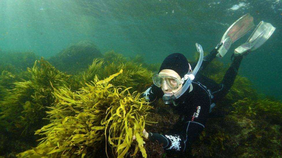 Diver placing crayweed on seabed (Image: John Turnbull)