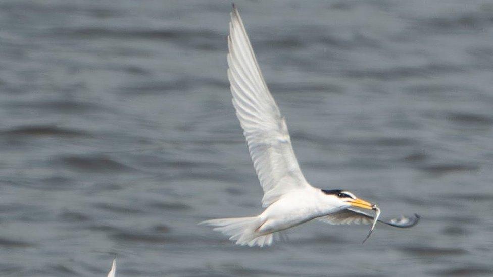 A little tern is seen flying over the Minsmere reserve