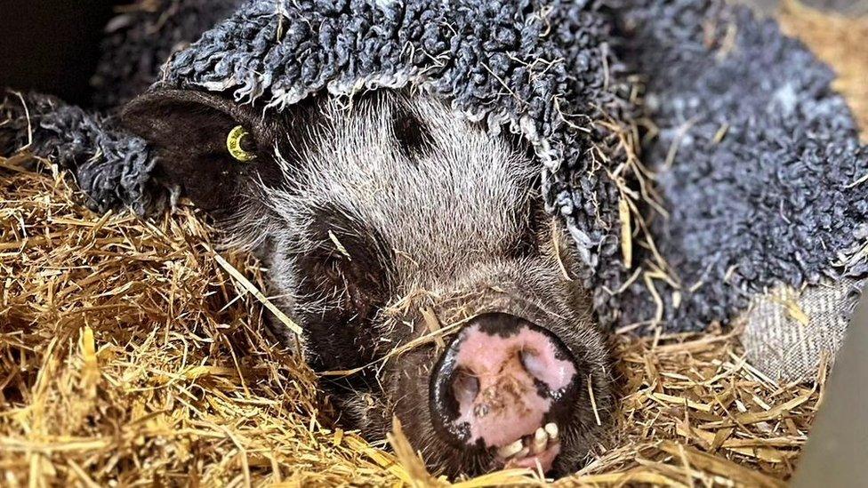 Pig in a blanket: Wilbur having a rest after his long journey