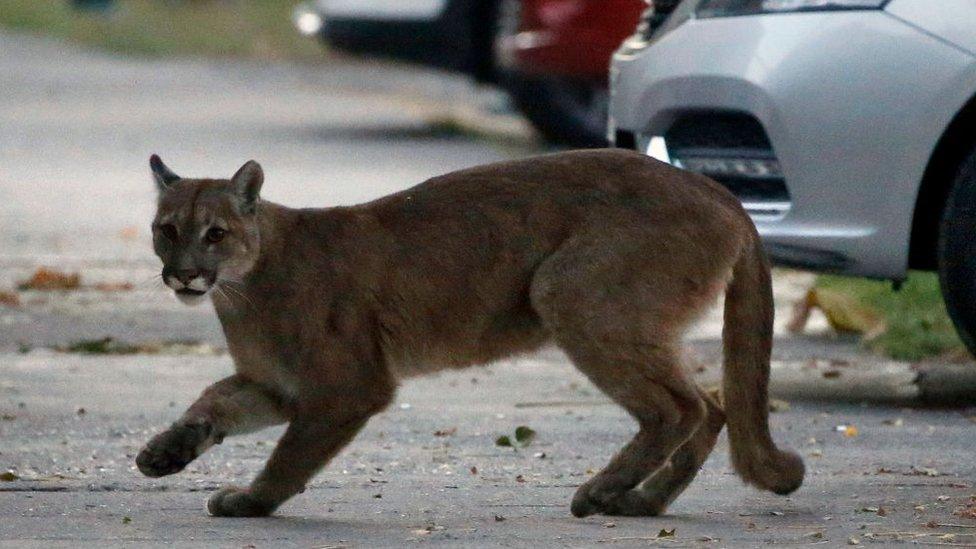 Puma-in-the-street.