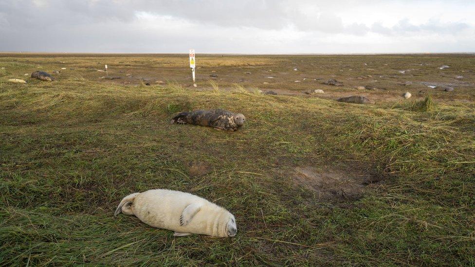 Donna Nook Nature Reserve