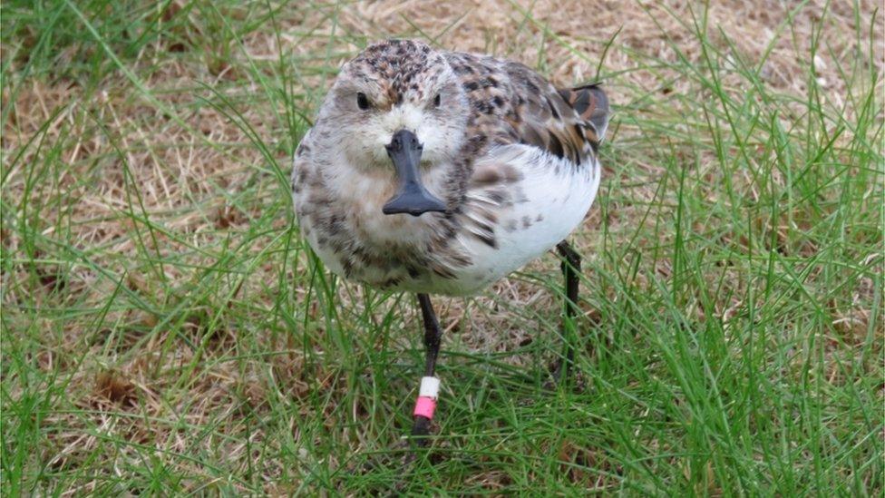 Spoon-billed sandpiper