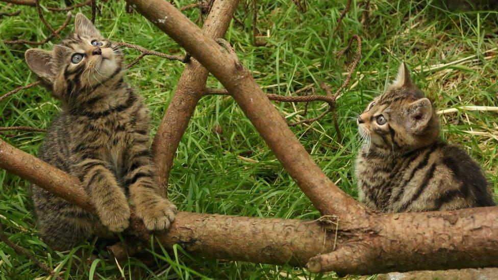 Scottish wildcat kittens