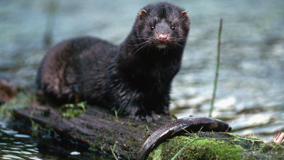 American mink