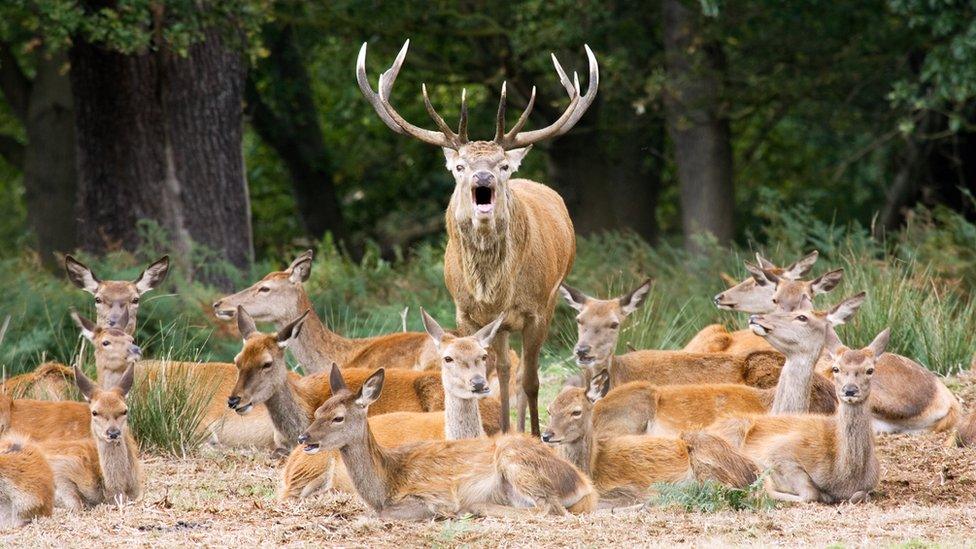 red deer stag with group of hinds