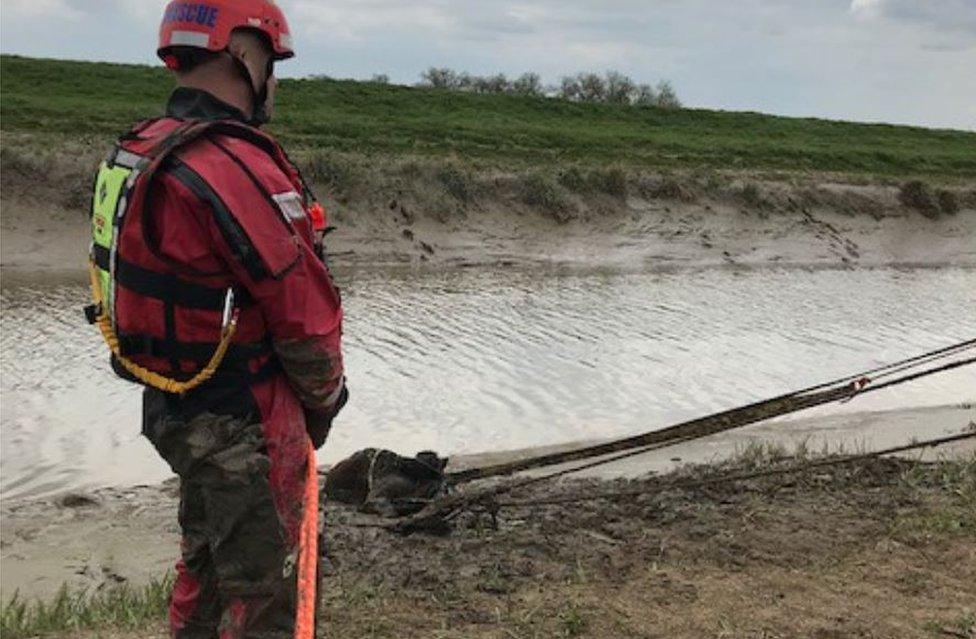 Cow being rescued