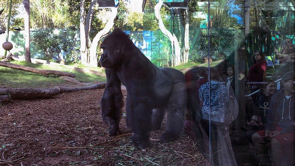 A gorilla at San Diego Zoo