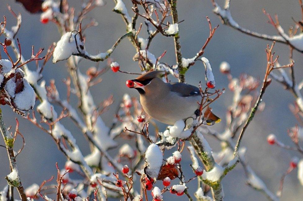 A Waxwings bird on a branch with a red berry in it's beak