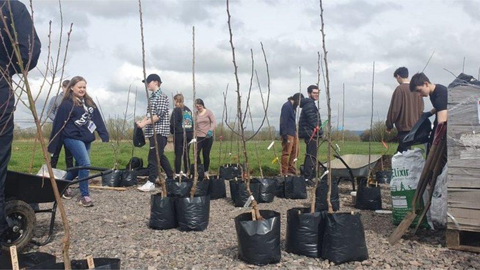 Workers planting trees