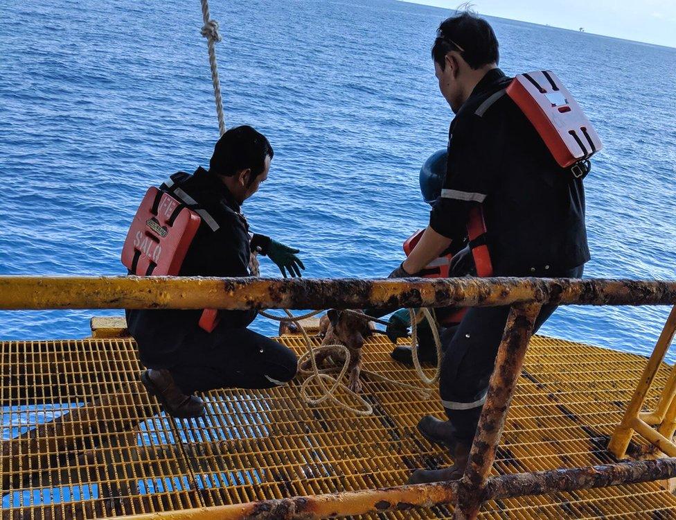 The dog was temporarily cared for on the oil rig