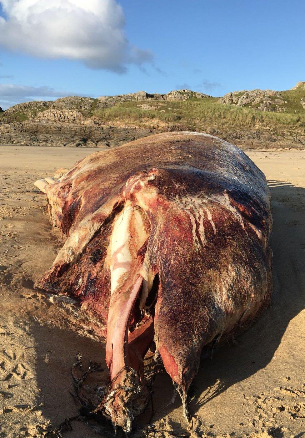 Scottish Marine Animal Stranding Scheme