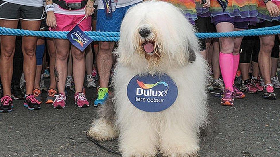 Old English Sheepdog advertising Dulux paint