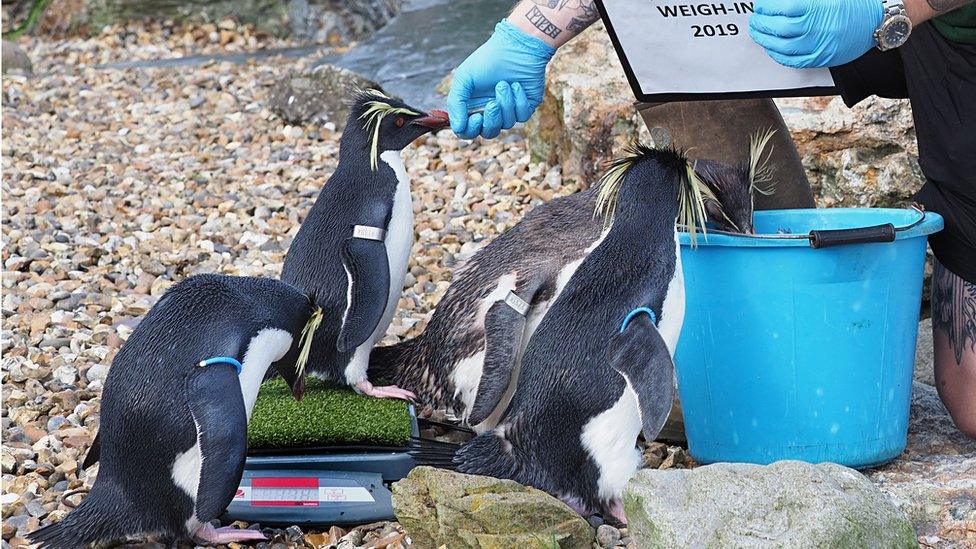 Northern-rockhopper-penguins-get-weighed.