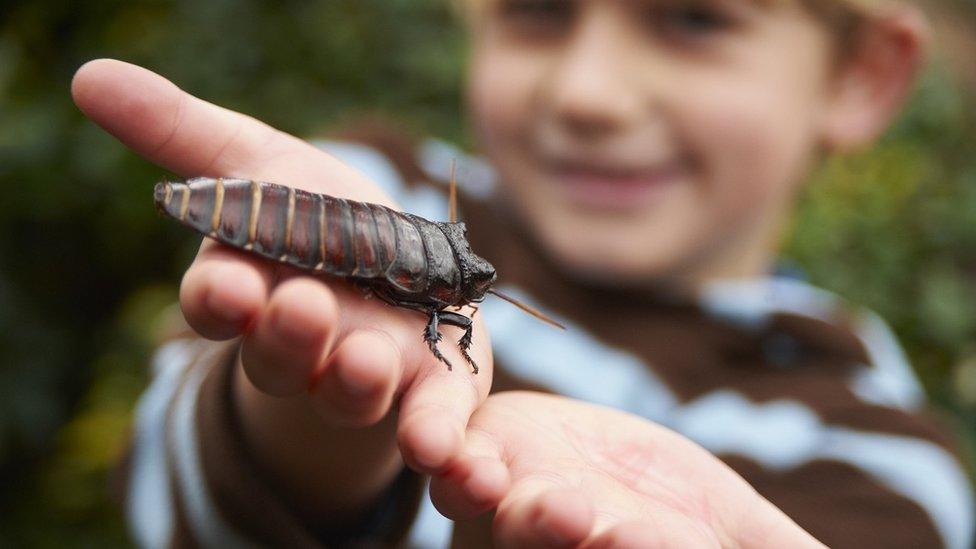 boy-holding-cockroach.