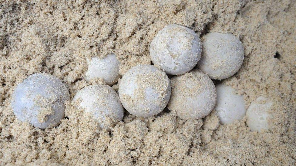 Turtle eggs