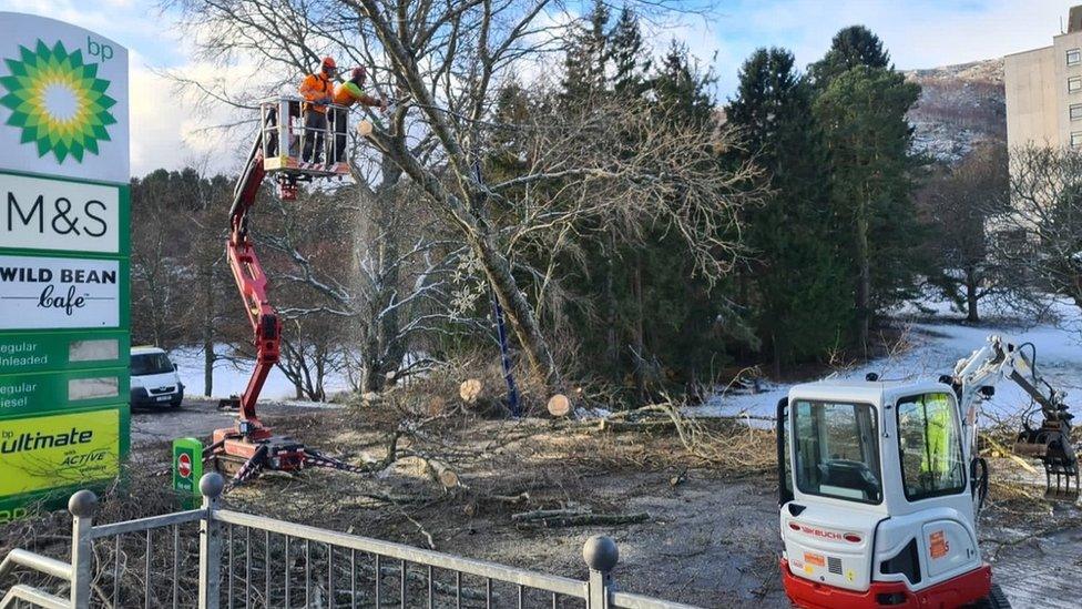 Tree cutting in Aviemore