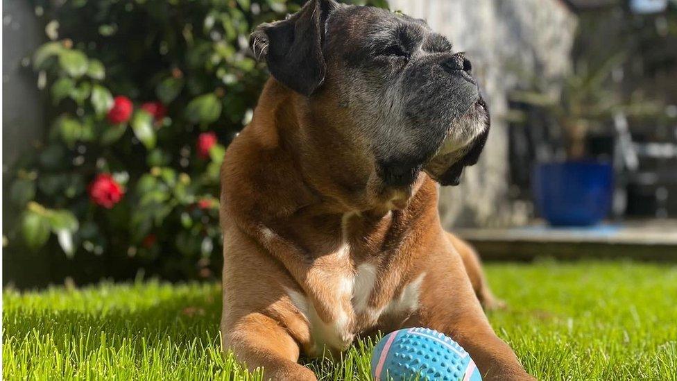 Maggie the dog enjoying sunshine in garden