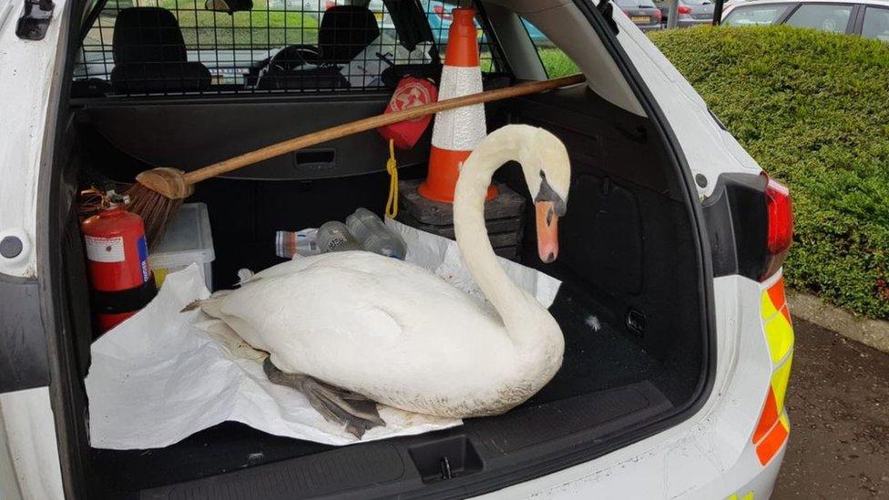 Swan in police car