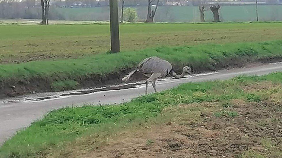 Chris the rhea walking along a road in Suffolk