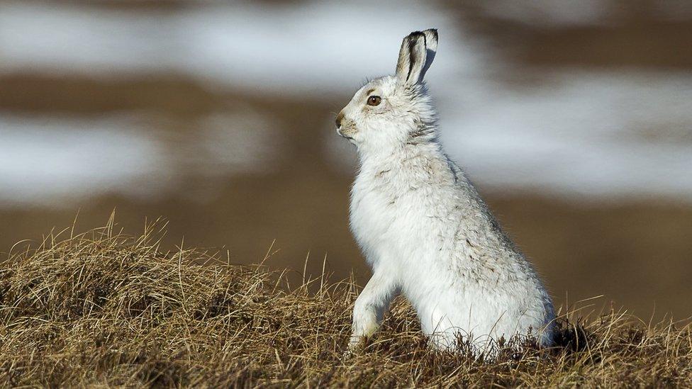 mountain hare