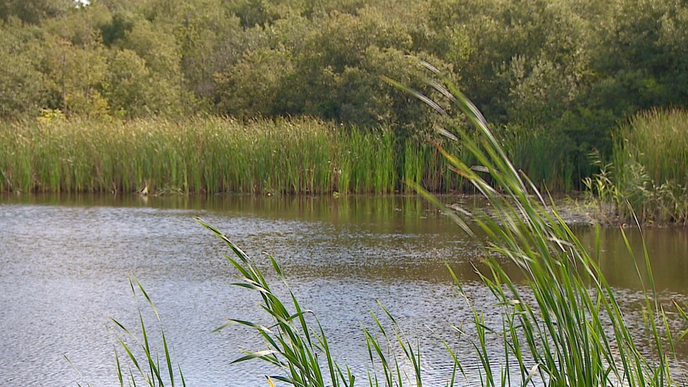 Catfield Fen