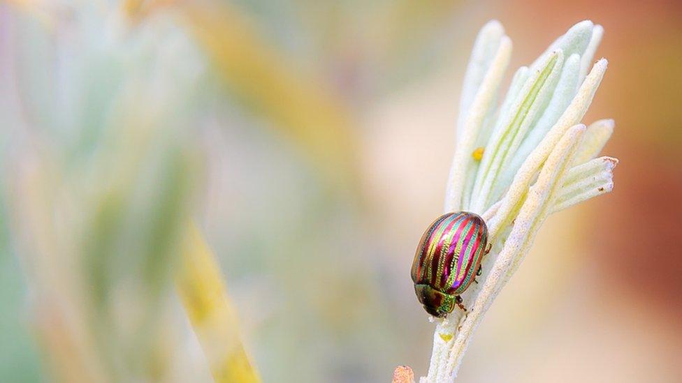 Rainbow leaf beetle