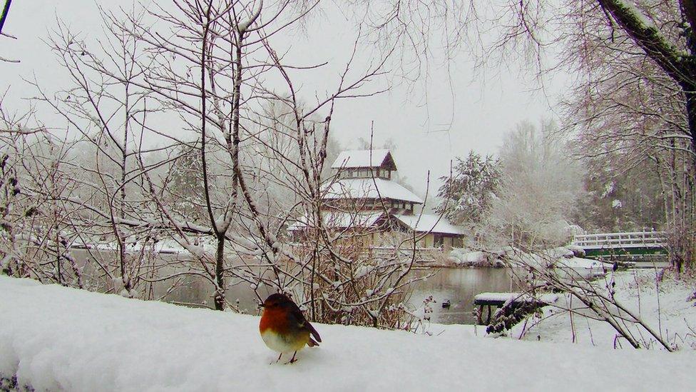 Tweet! A robin in Ebbw Vale, Blaenau Gwent