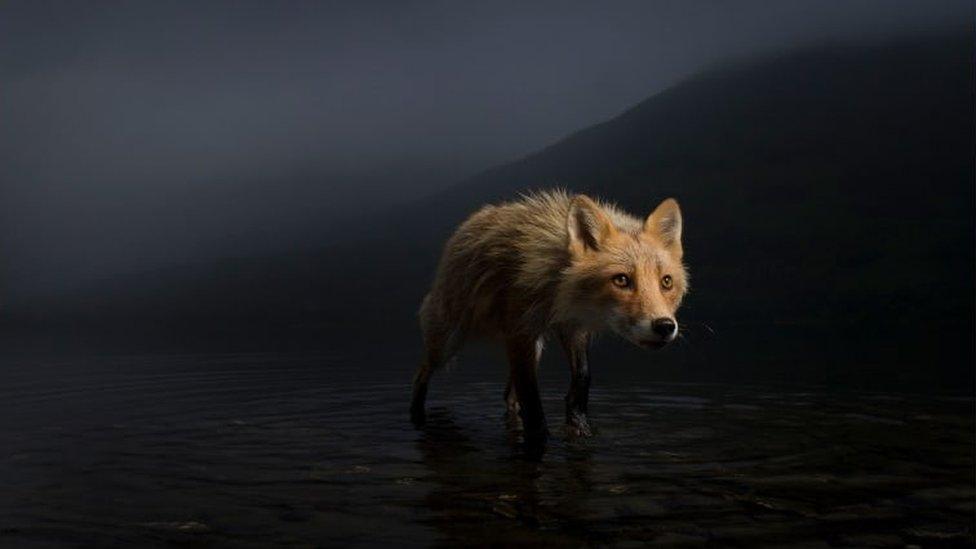 Fox searching for salmon carcasses in Alaska.