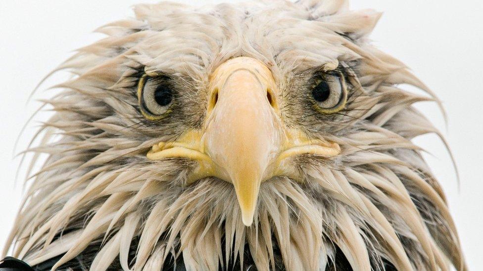 This photo, Bold Eagle, was taken by German photographer Klaus Nigge on Amaknak Island in Alaska, USA.