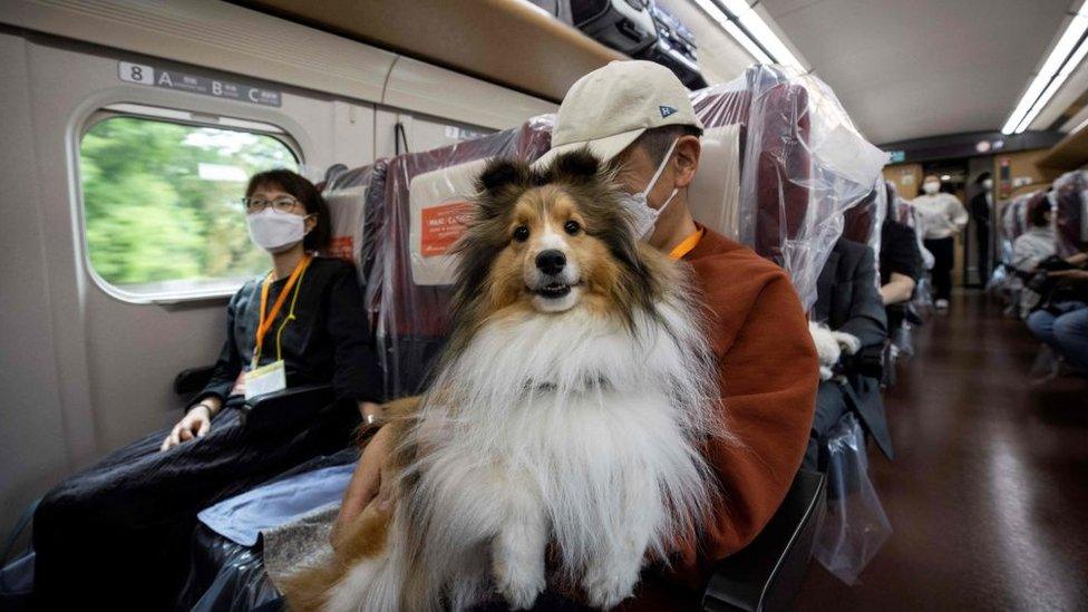 dog-on-a-train.