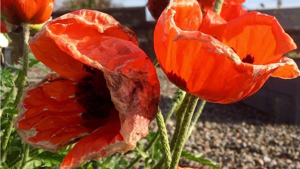 Poppies growing in Dundee