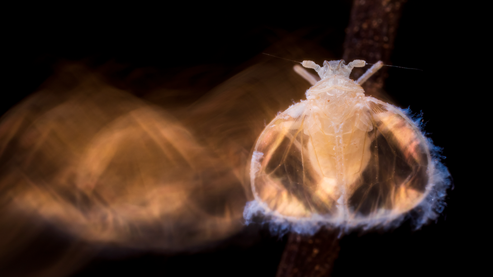 A cave-dwelling bug recently discovered in a few Spanish caves