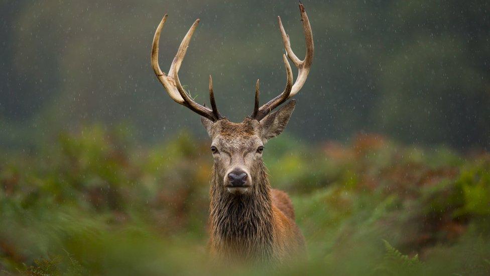 Red deer