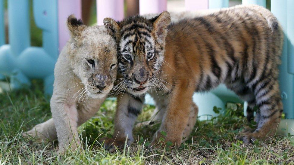 A lion and tiger cub walk close together