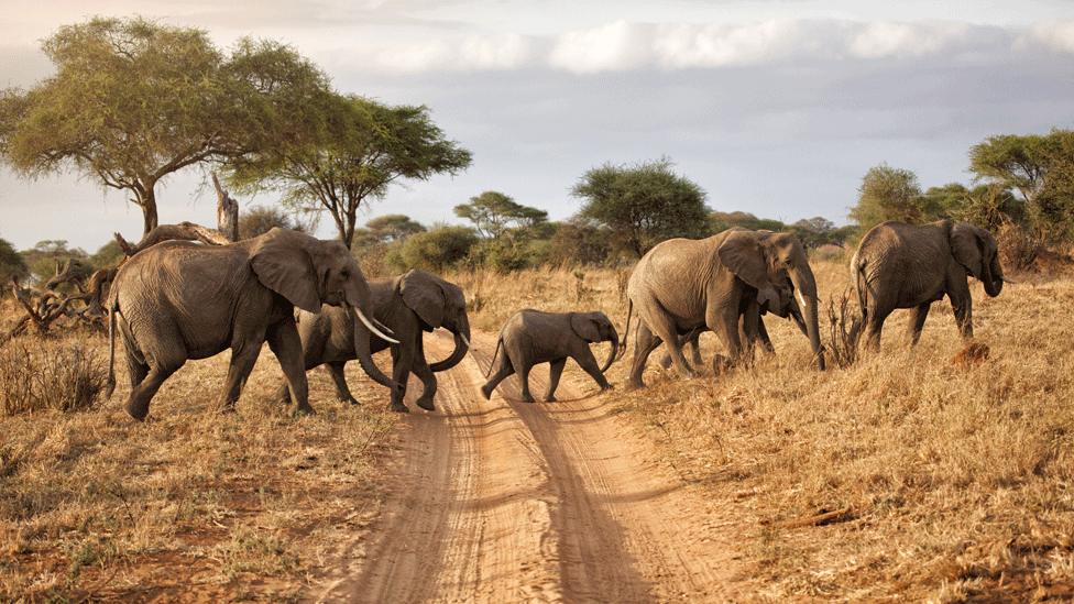 Herd of elephants