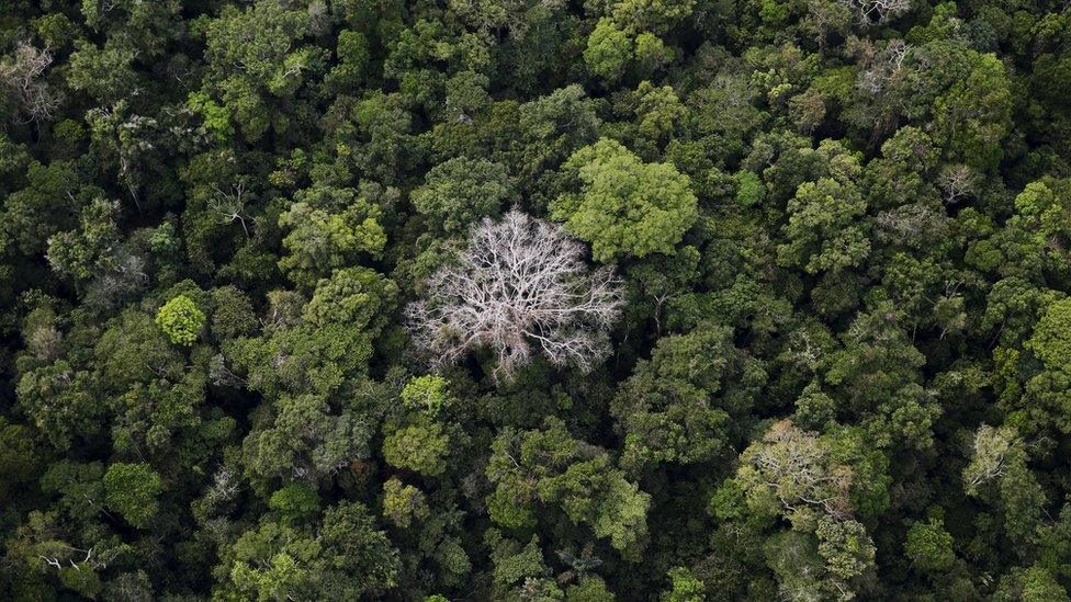 An aerial view shows the Amazon rainforest at the Bom Futuro National Forest near Rio Pardo in Porto Velho, Rondonia State, Brazil, September 3, 2015