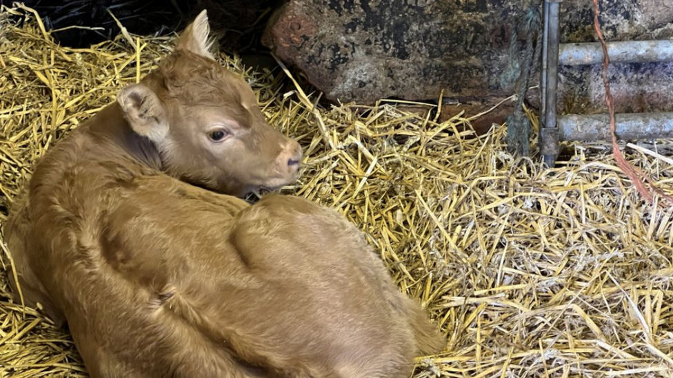 Cows on Andrew Dakin's farm