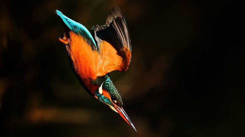 A kingfisher dives from the branch of a tree on the banks of the Dodder River in Dublin