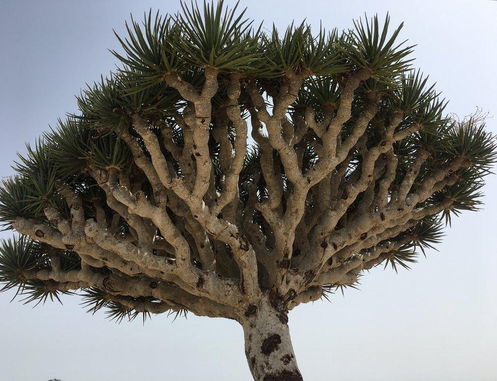 A Dragon's Blood Tree in Socotra