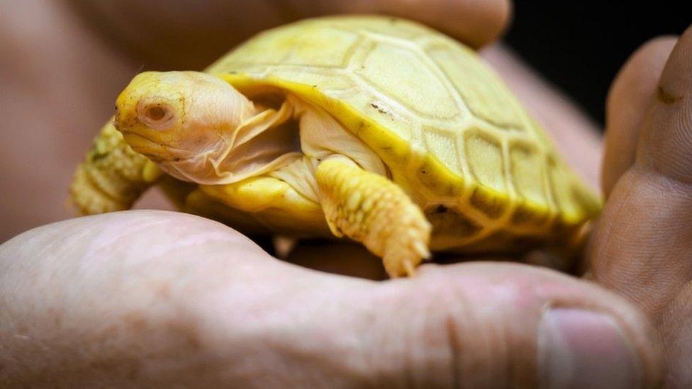 Tiny rare albino baby tortoise